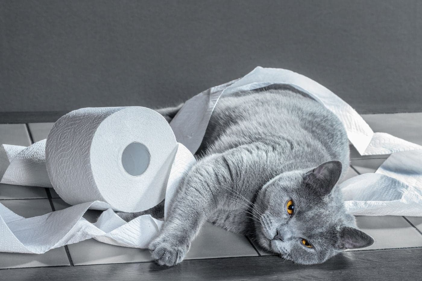 猫がトイレに失敗する原因|失敗しないための方法を解説