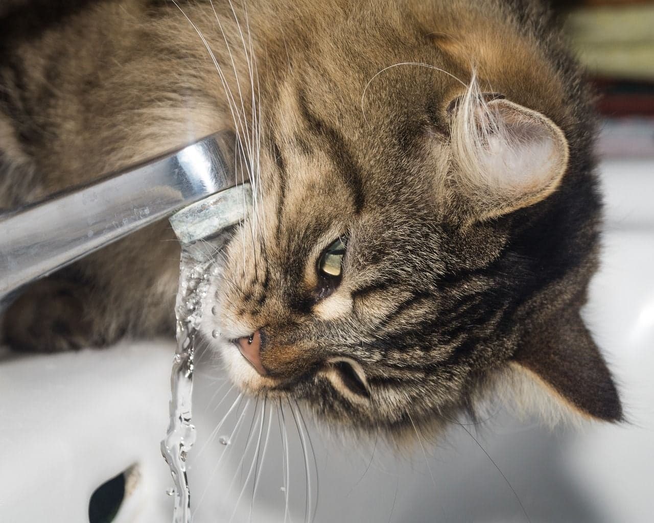 水を飲む猫