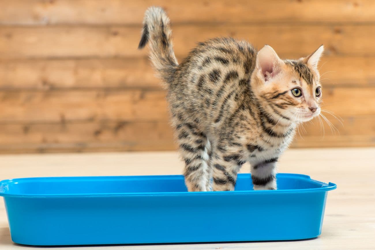 トイレの上で排泄しようとしている猫
