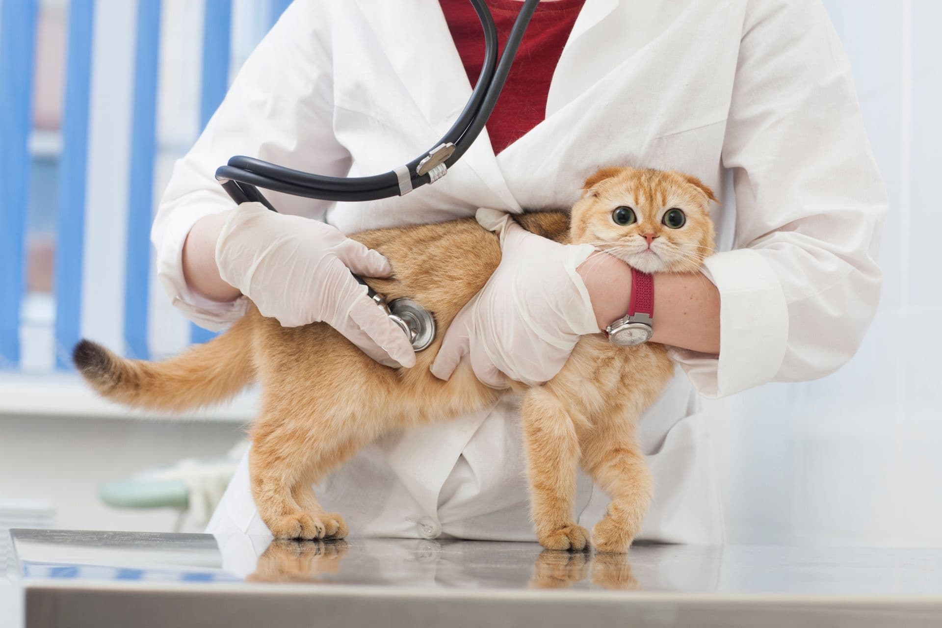 診察を受ける猫