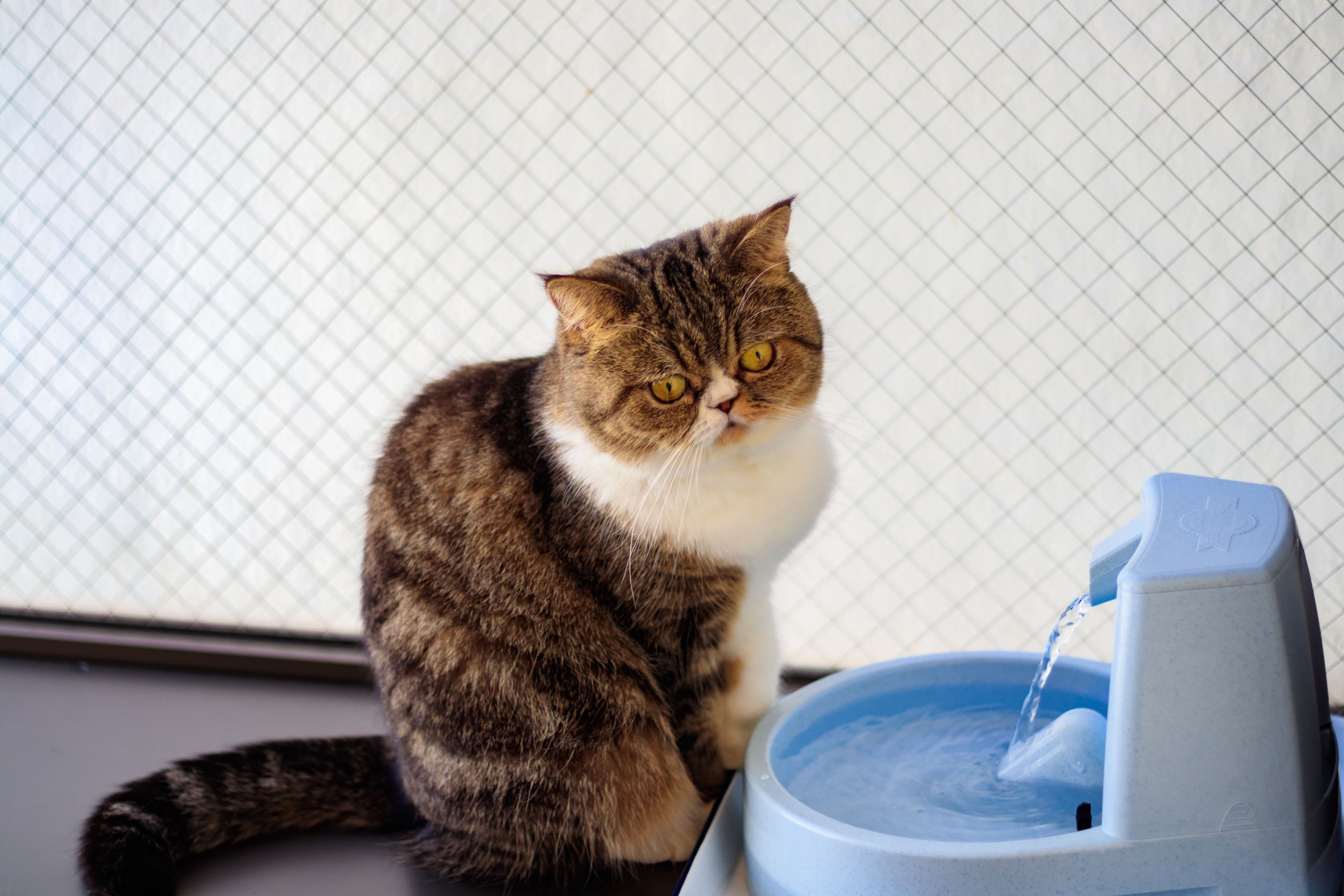 流れる水をじっと見つめる猫