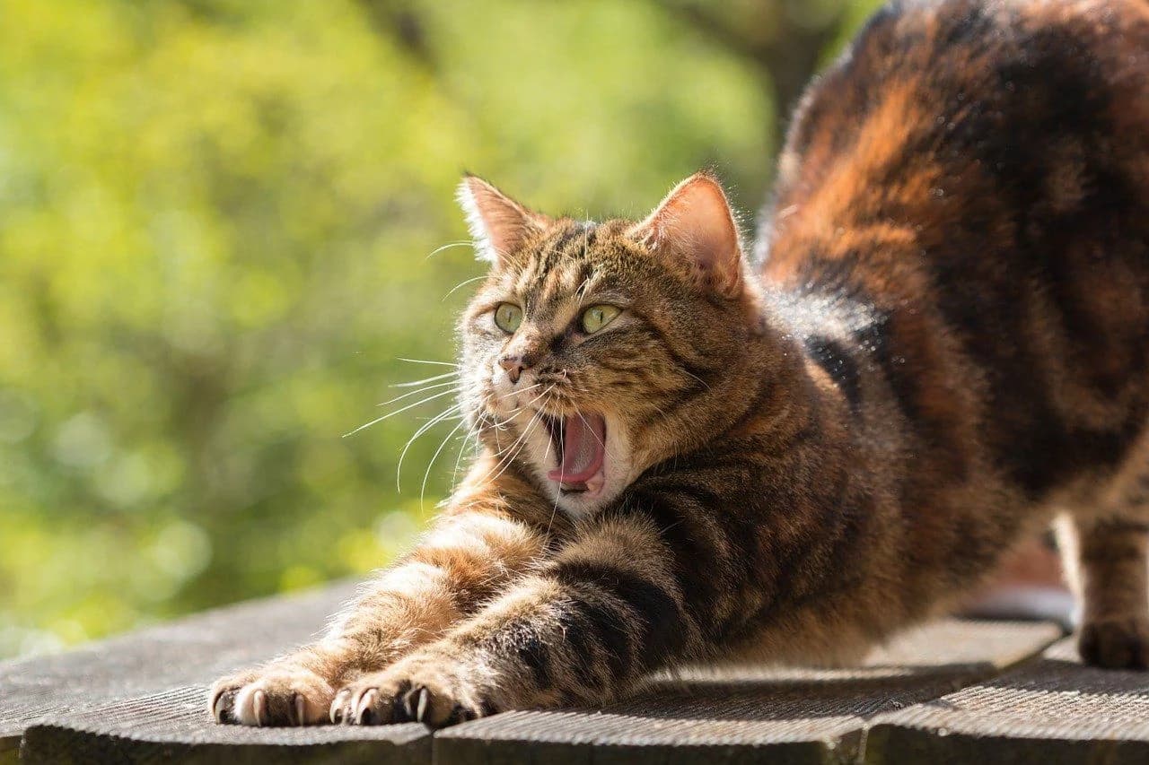 日当たりの良い場所で伸びをしている猫
