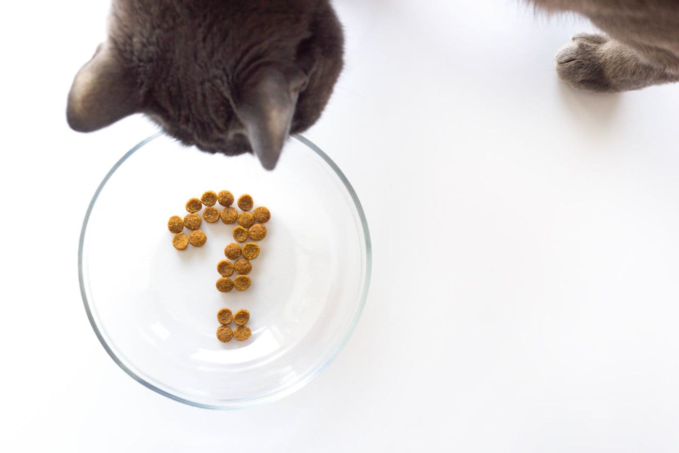 上から猫用ご飯(フード)を見つめる猫