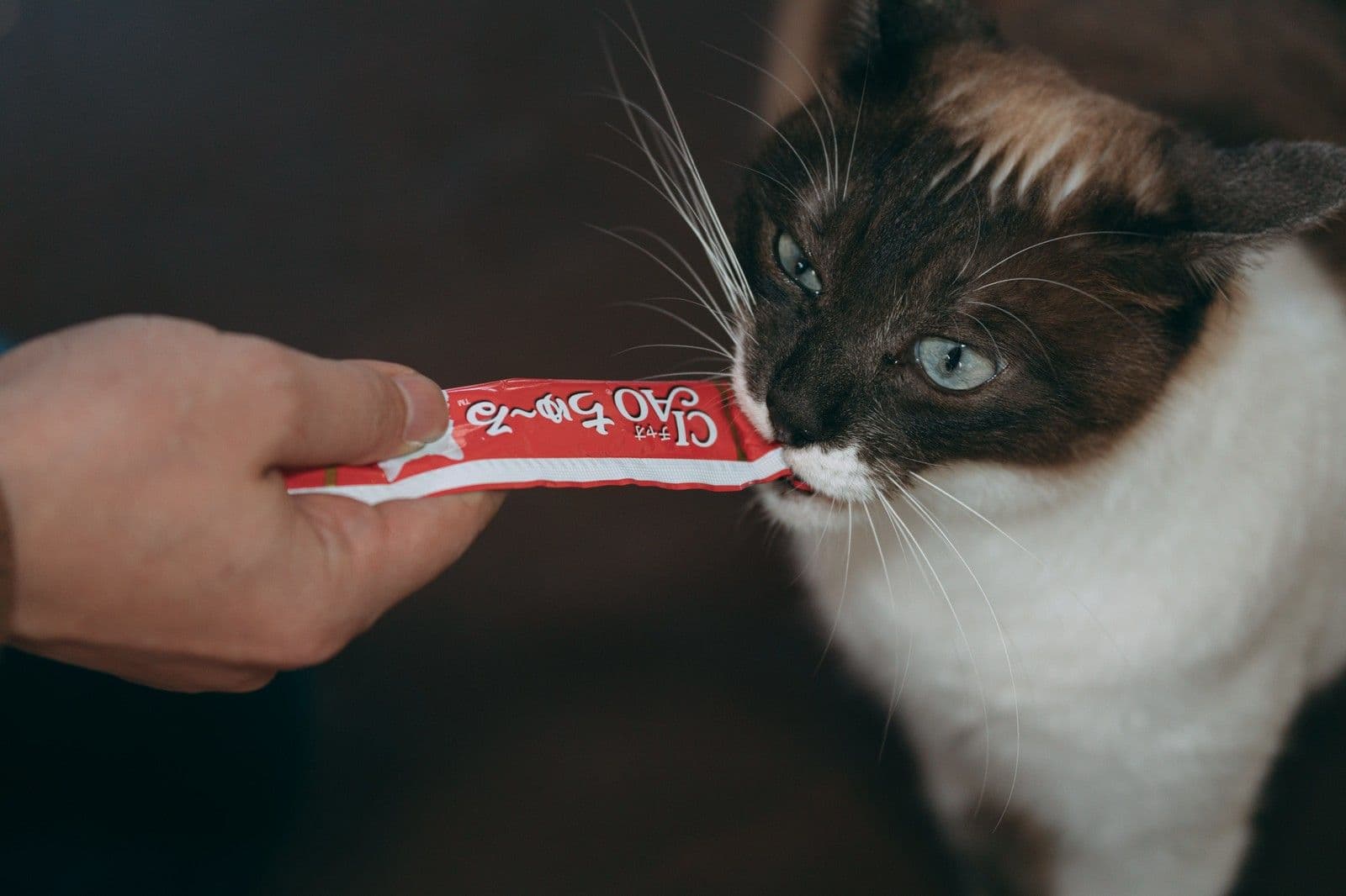 ちゅーるを食べる猫