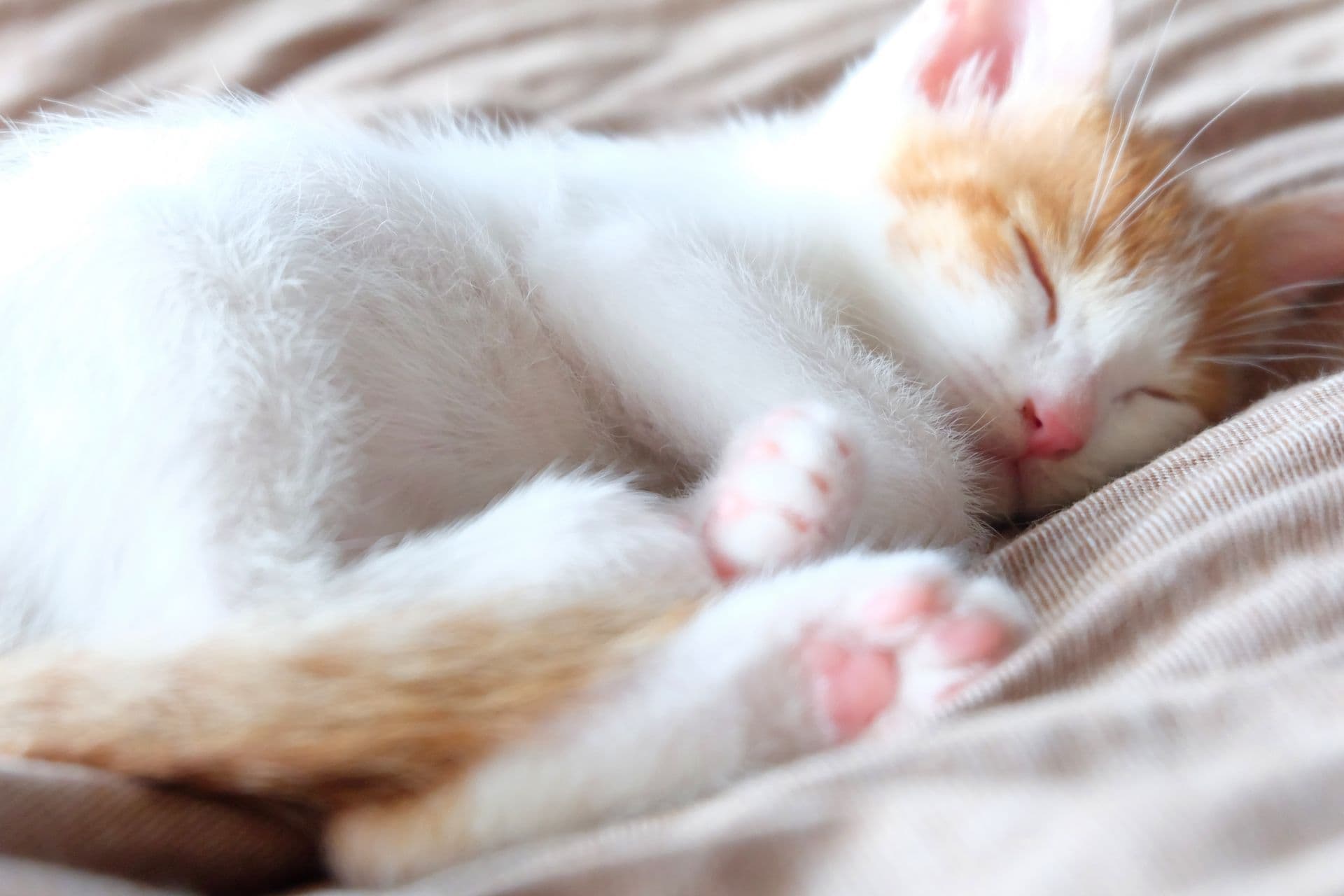 寝ている子猫