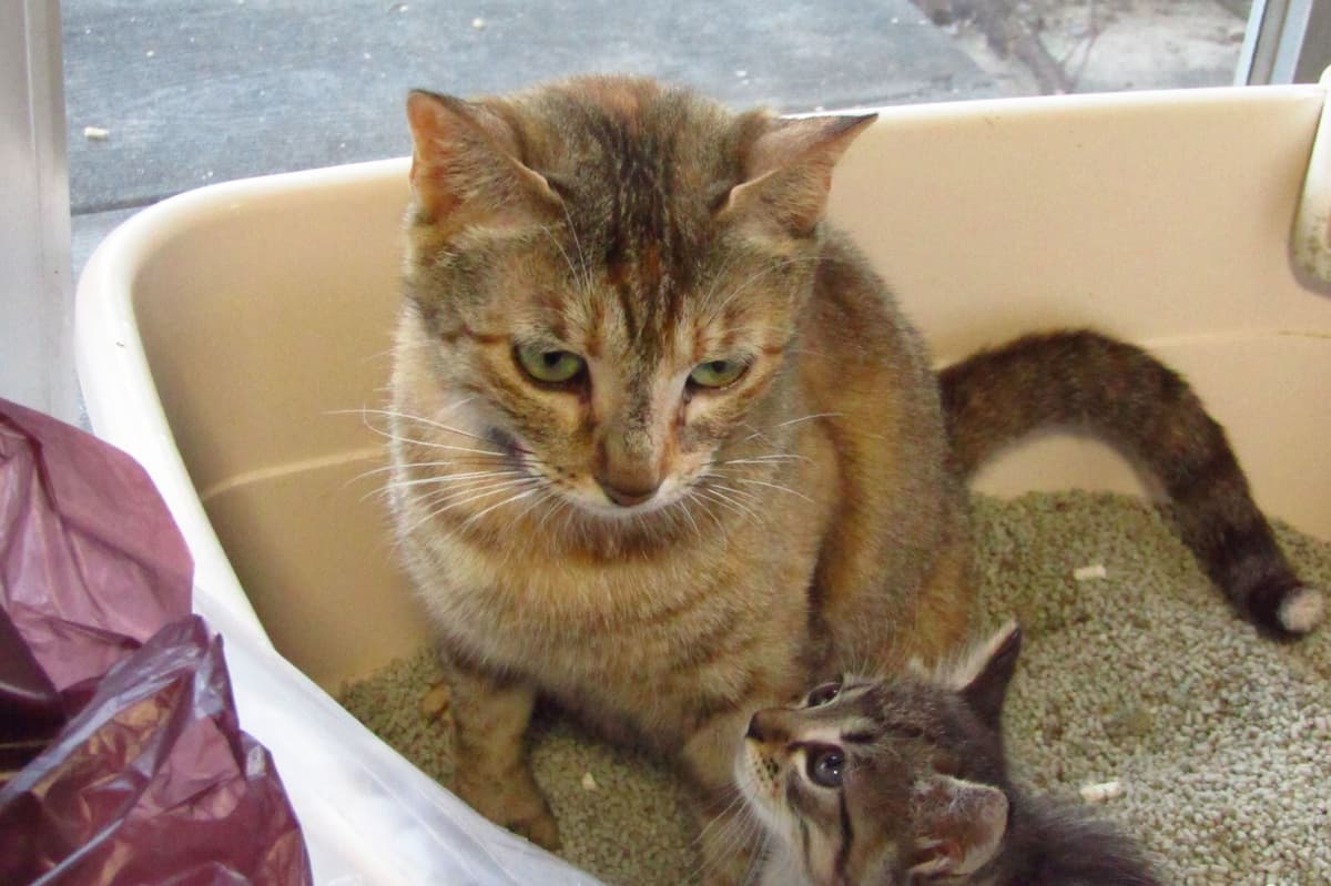 猫の血尿の原因は?対処法や危険なケース・自然治癒の可能性について解説