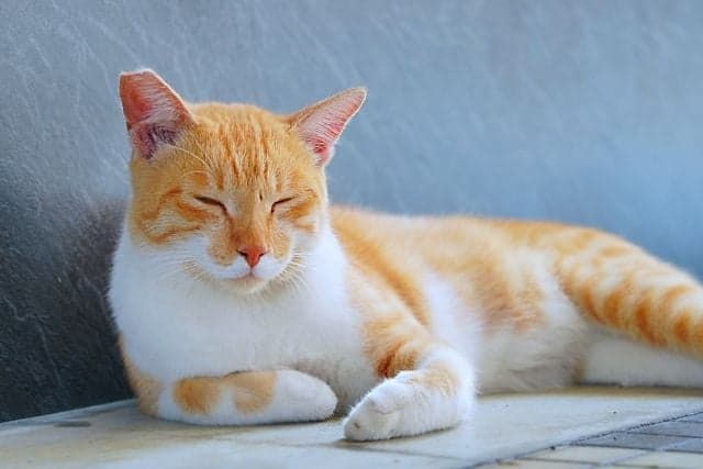 眠そうな猫