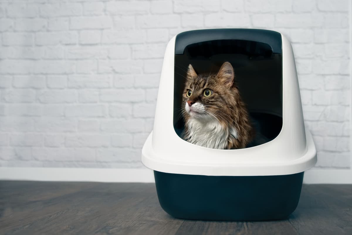 猫のうんちから健康状態を確認する方法とは?不調を見極めるポイントを解説