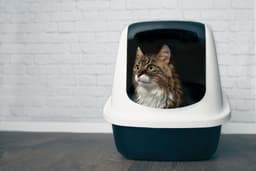 猫のうんちから健康状態を確認する方法とは?不調を見極めるポイントを解説
