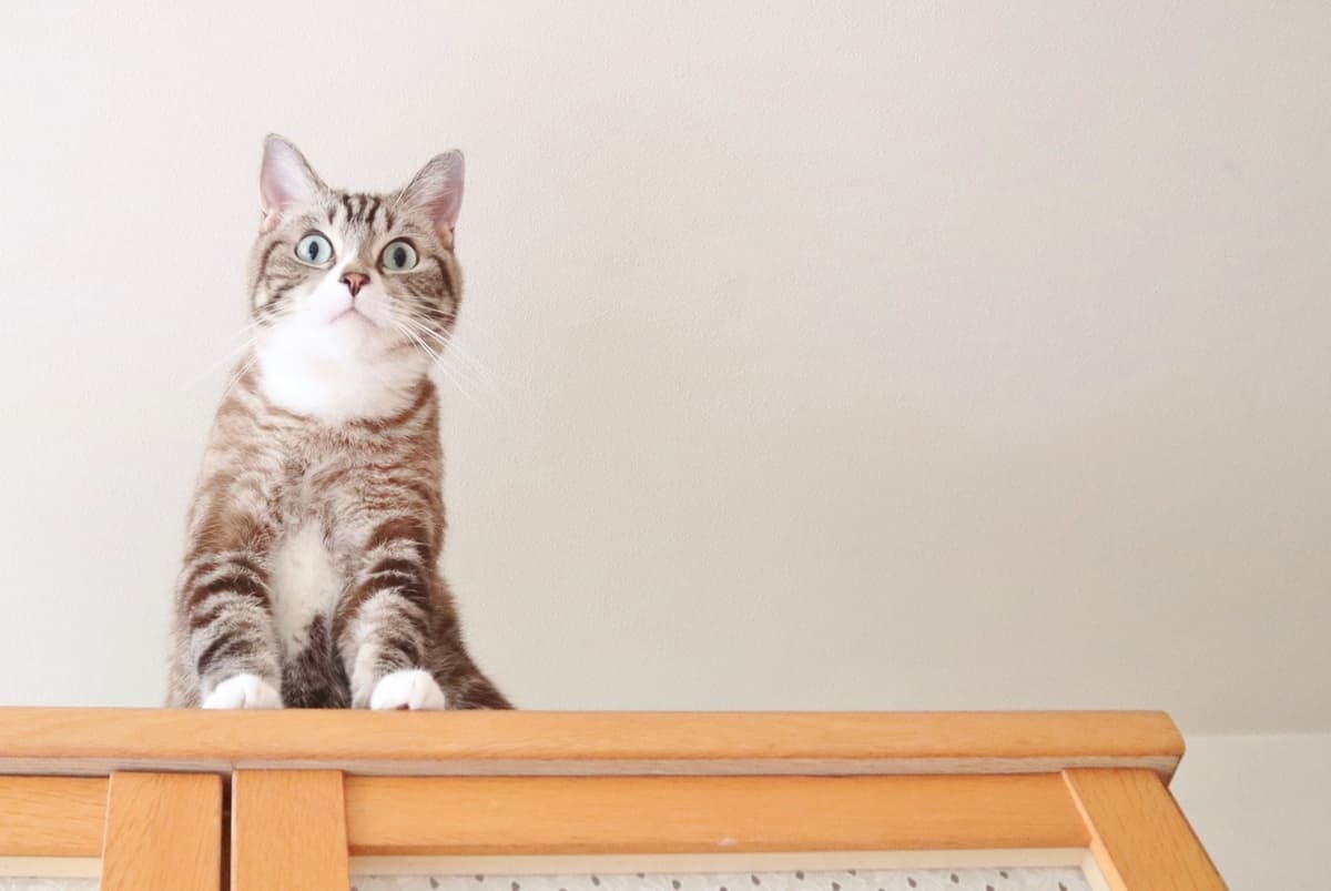猫の頻尿は放っておくと危険?頻尿の原因や病気のサインについて解説