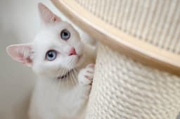 「猫の分離不安」って何?なりやすい猫の特徴と改善策を紹介!