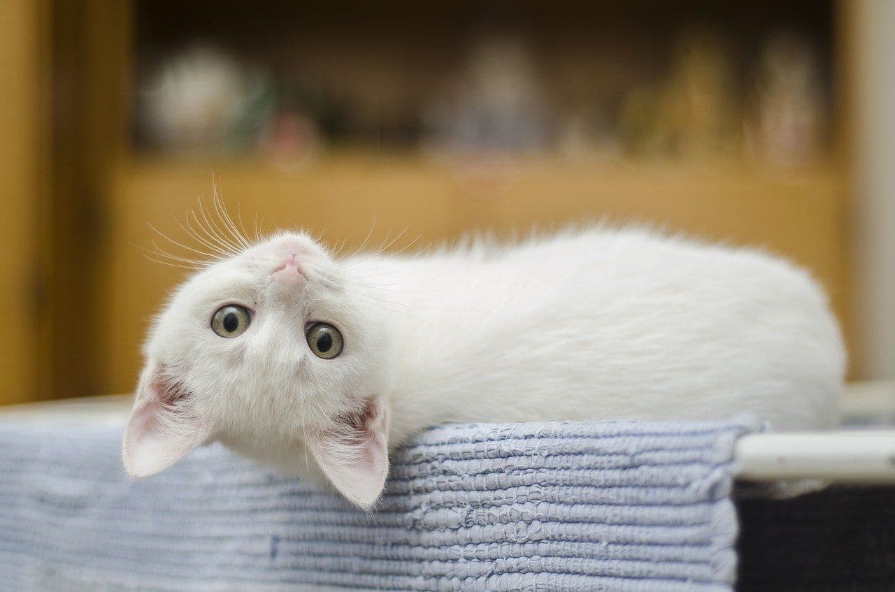 振り向く猫
