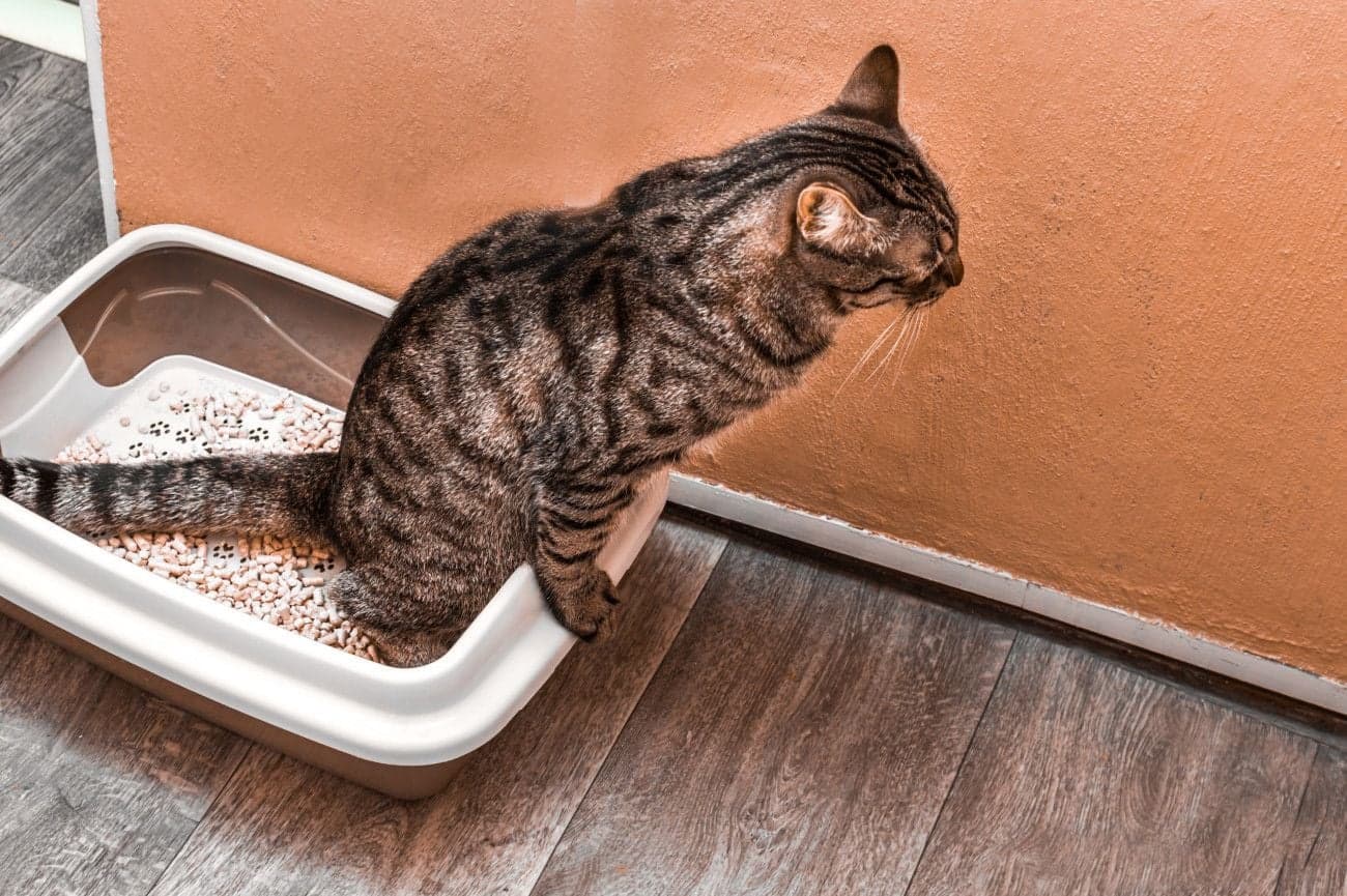 トイレが気に入っていない様子の猫