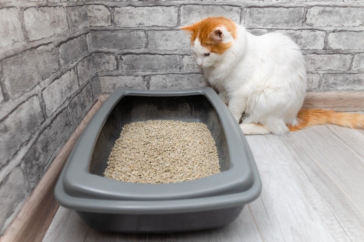 猫がトイレを嫌がる原因と対処法