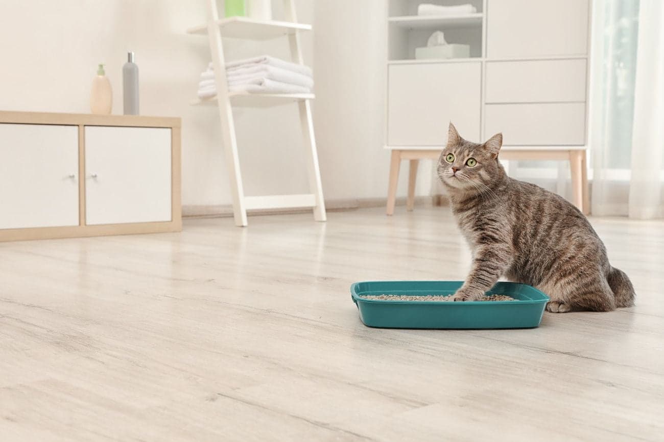 猫用トイレに乗ろうとする猫
