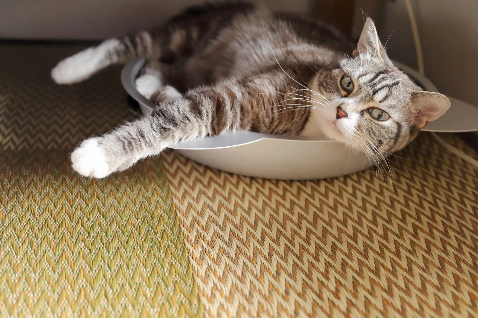 猫の腎臓病を予防するには?フードや薬、最新研究についても解説