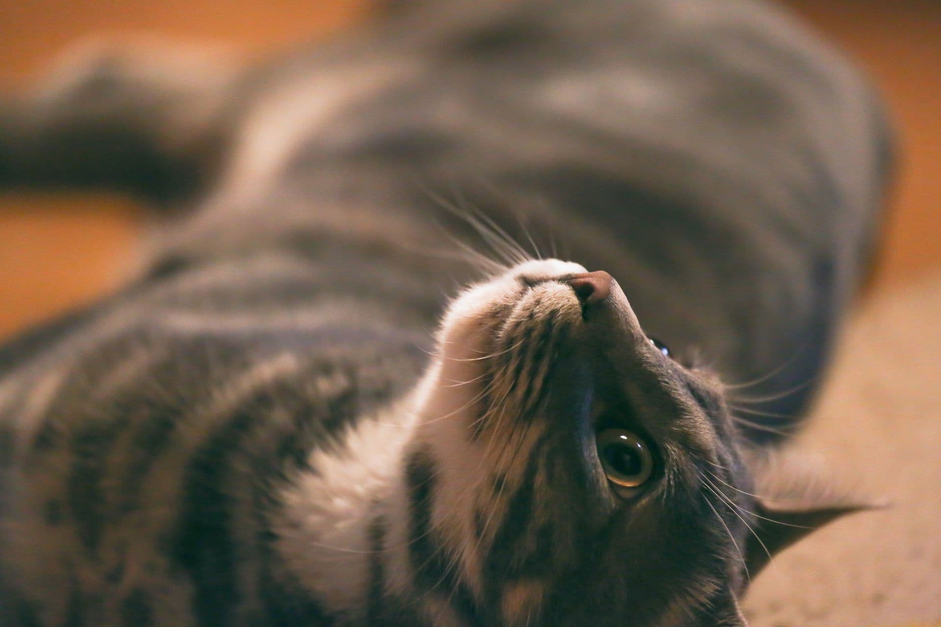 寝転ぶ猫
