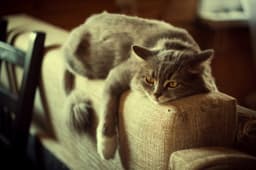 猫のストレス解消方法|ストレスサインや原因についても解説