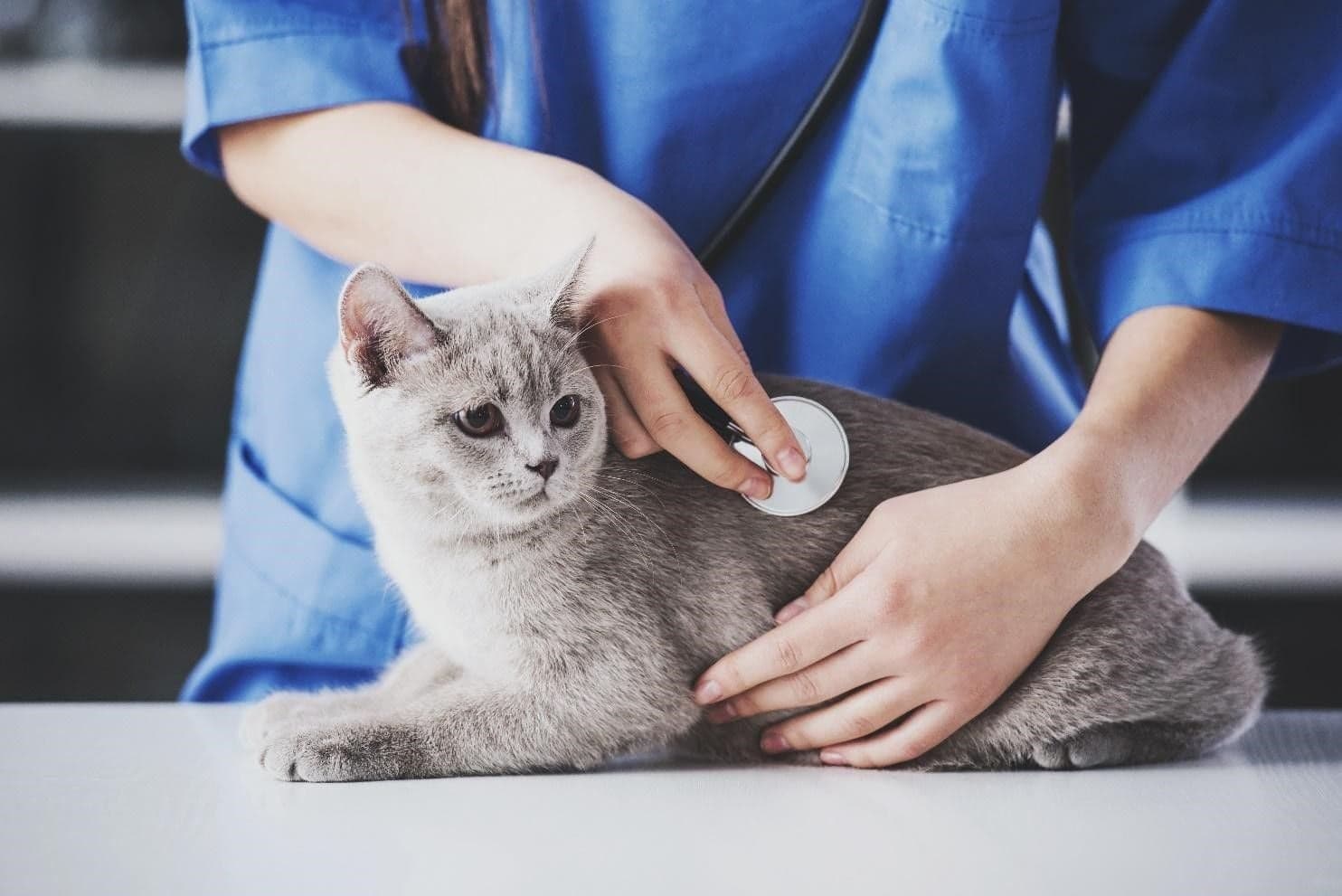 獣医師の診察を受ける猫