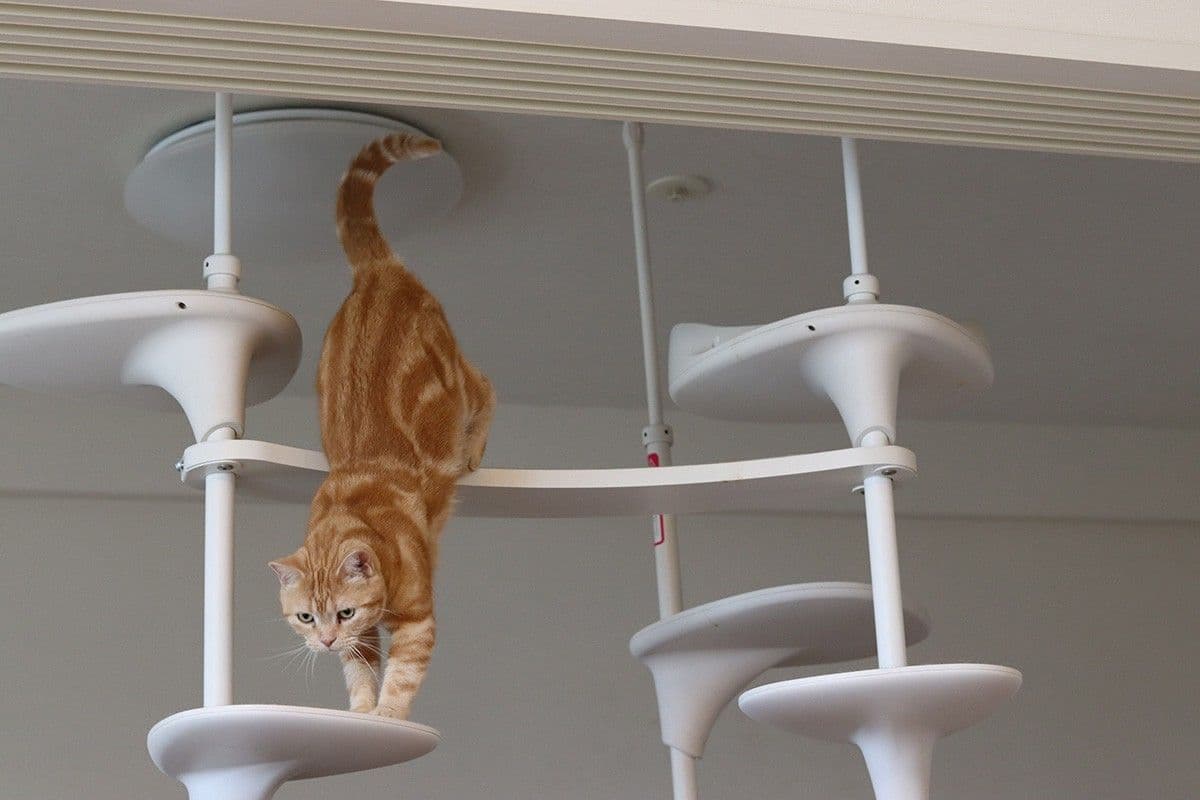 キャットタワー
