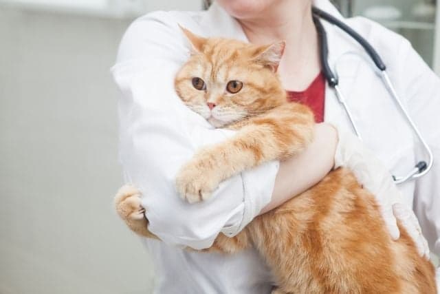 医者に抱えられた猫