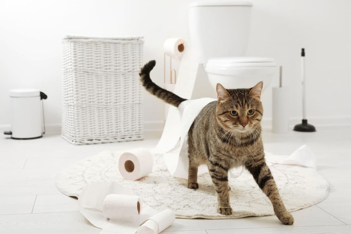 猫がトイレに行かない原因とは?病気の可能性と対処法を解説