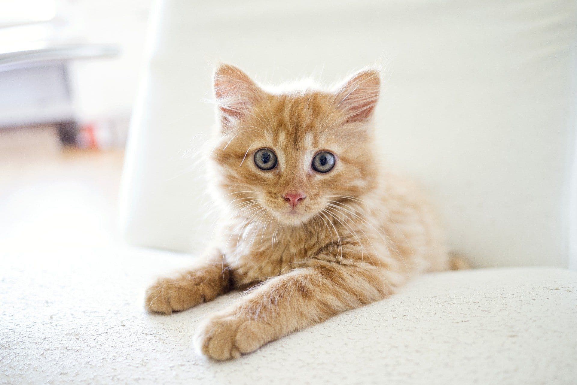 カメラ目線の猫