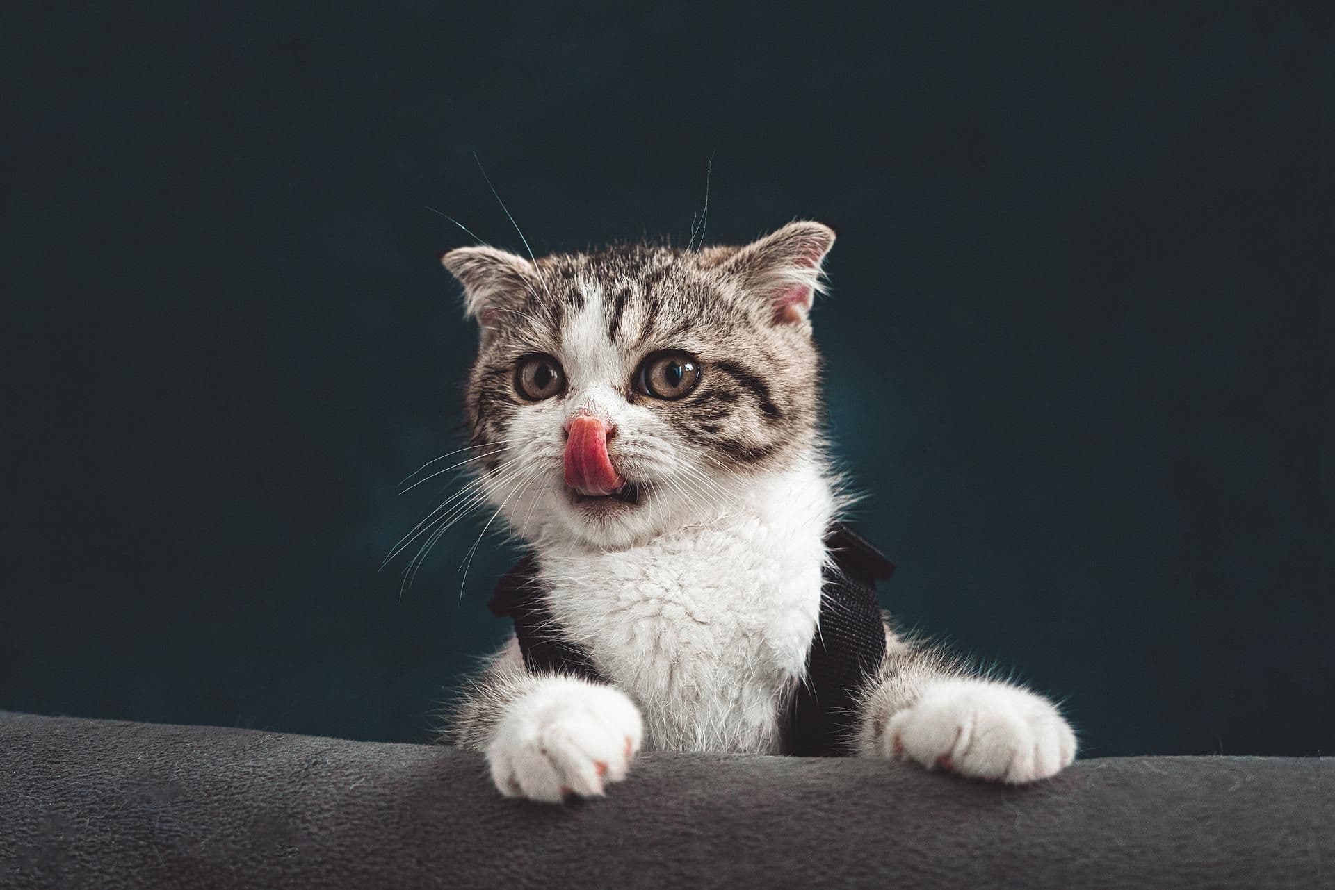 舌なめずりをしている猫