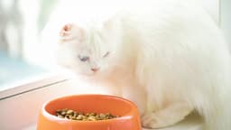 猫の膀胱炎ケアは食事管理が大切!膀胱炎の原因と食事管理の4つのポイント