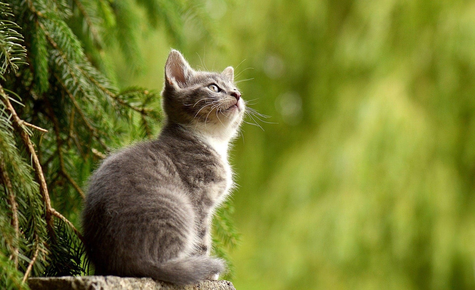 猫の目ヤニとは?原因や症状別の対処法、ケア方法を解説!