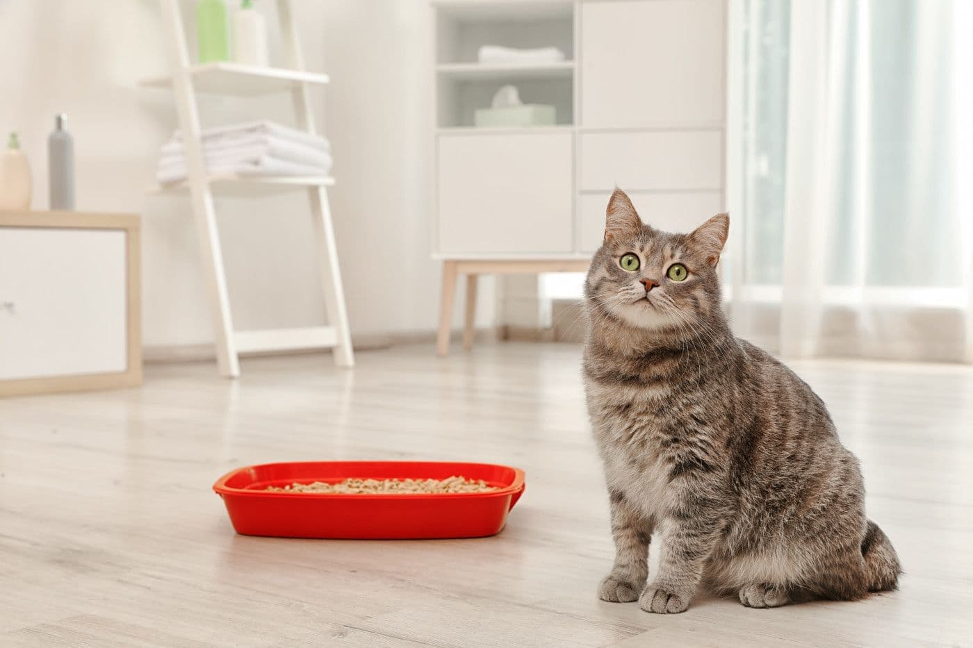 猫用トイレと猫