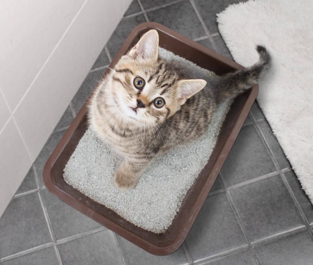 猫のトイレの置き場所はどこがおすすめ?トイレの位置を変えたい・移動したい時の方法も紹介