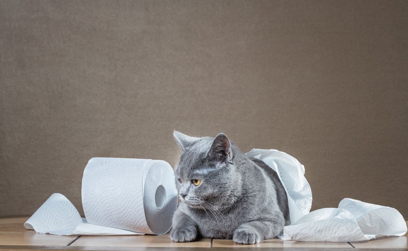 トイレットペーパーで遊ぶ猫