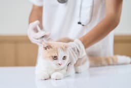 子猫にワクチン接種は必要?接種が必要なワクチンと接種時期を解説