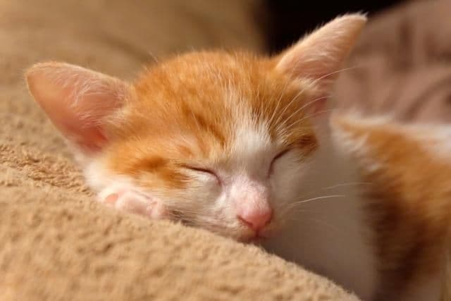 寝ている子猫