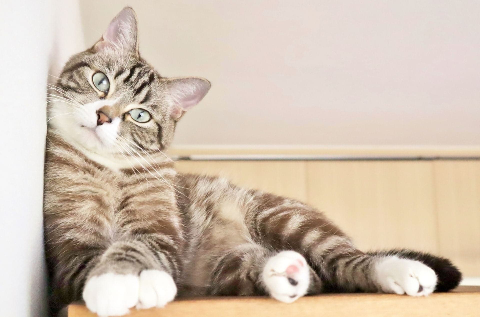 壁にもたれかかっている猫