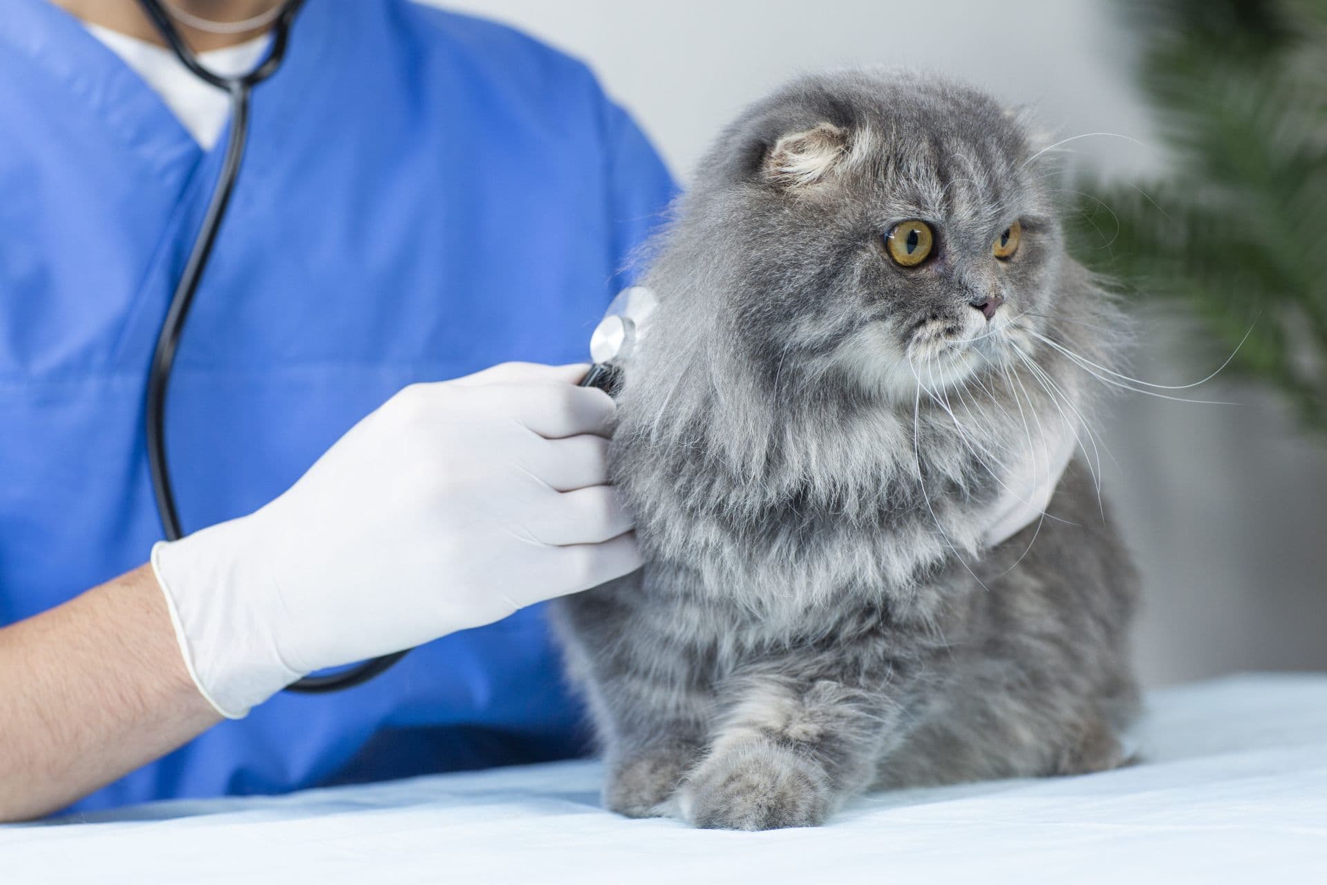 聴診器を当てられる猫