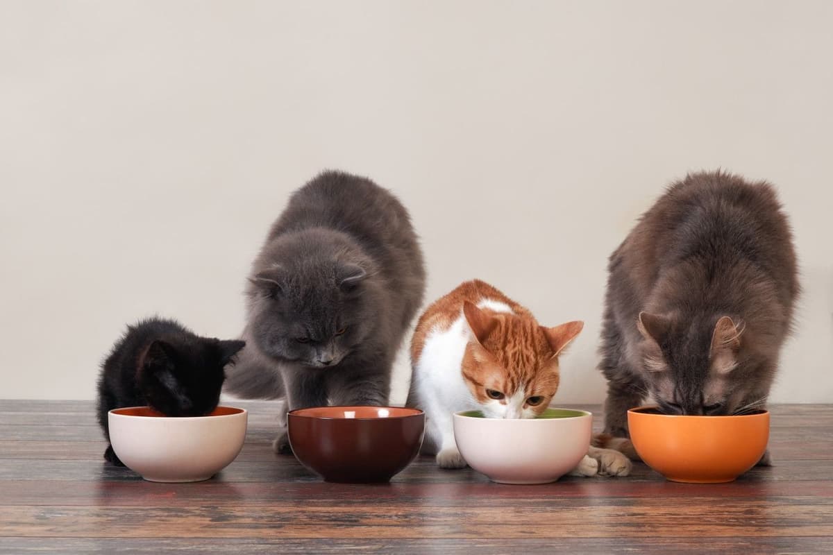 猫のご飯(フード)の種類と選び方|頻度・回数や量の目安と上手なあげ方を解説!