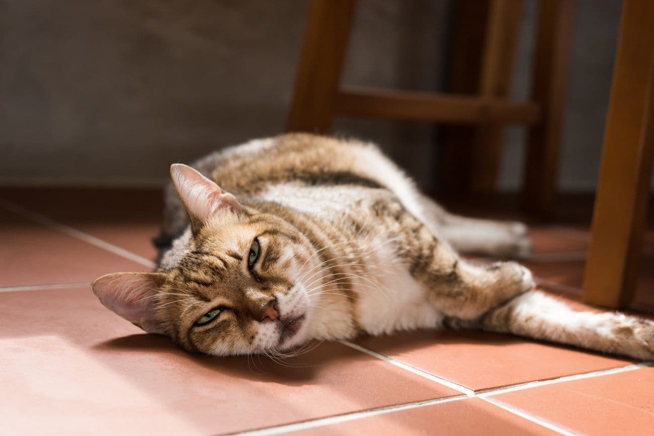 床に寝転んでいる猫