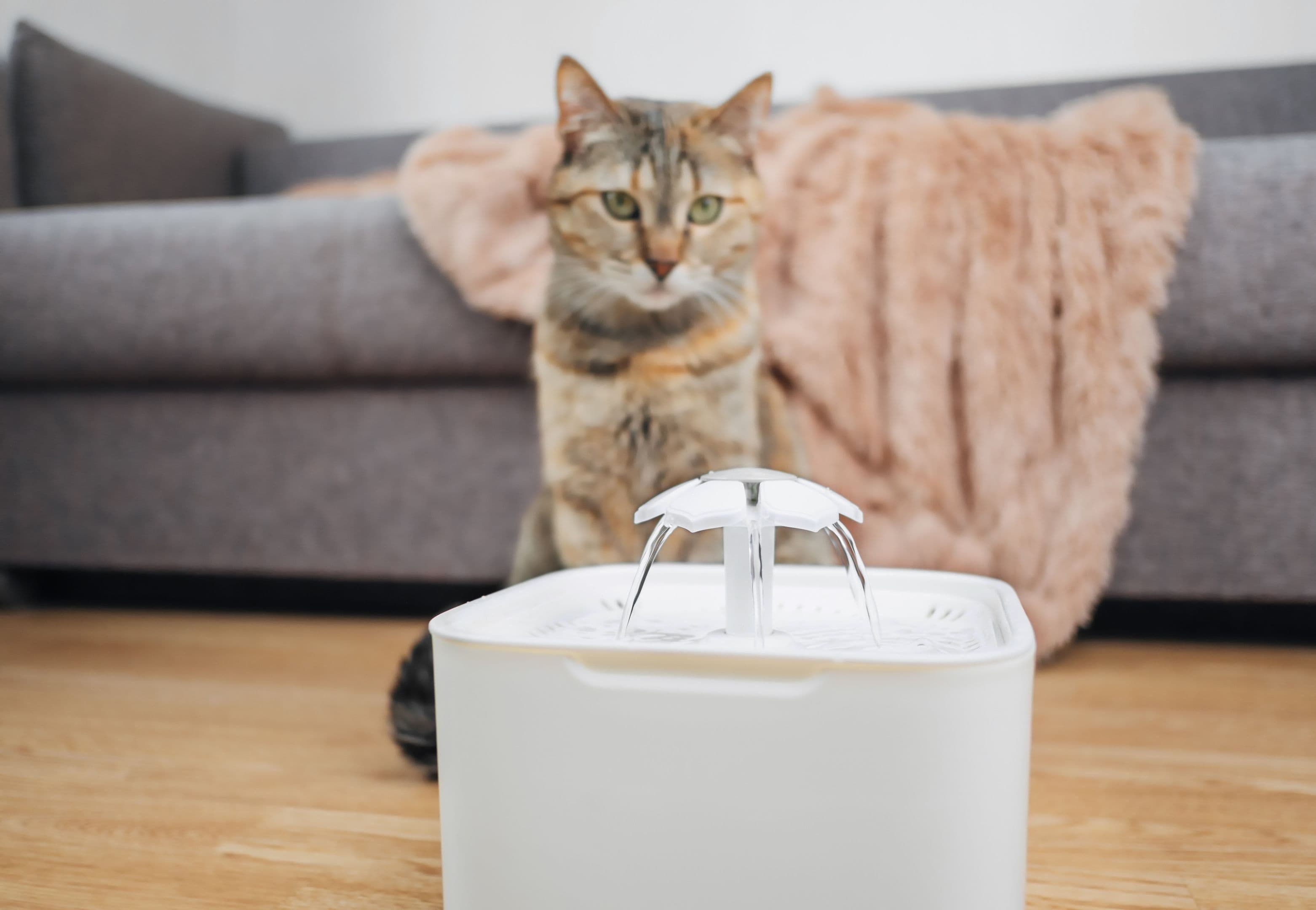 猫と流水デバイス