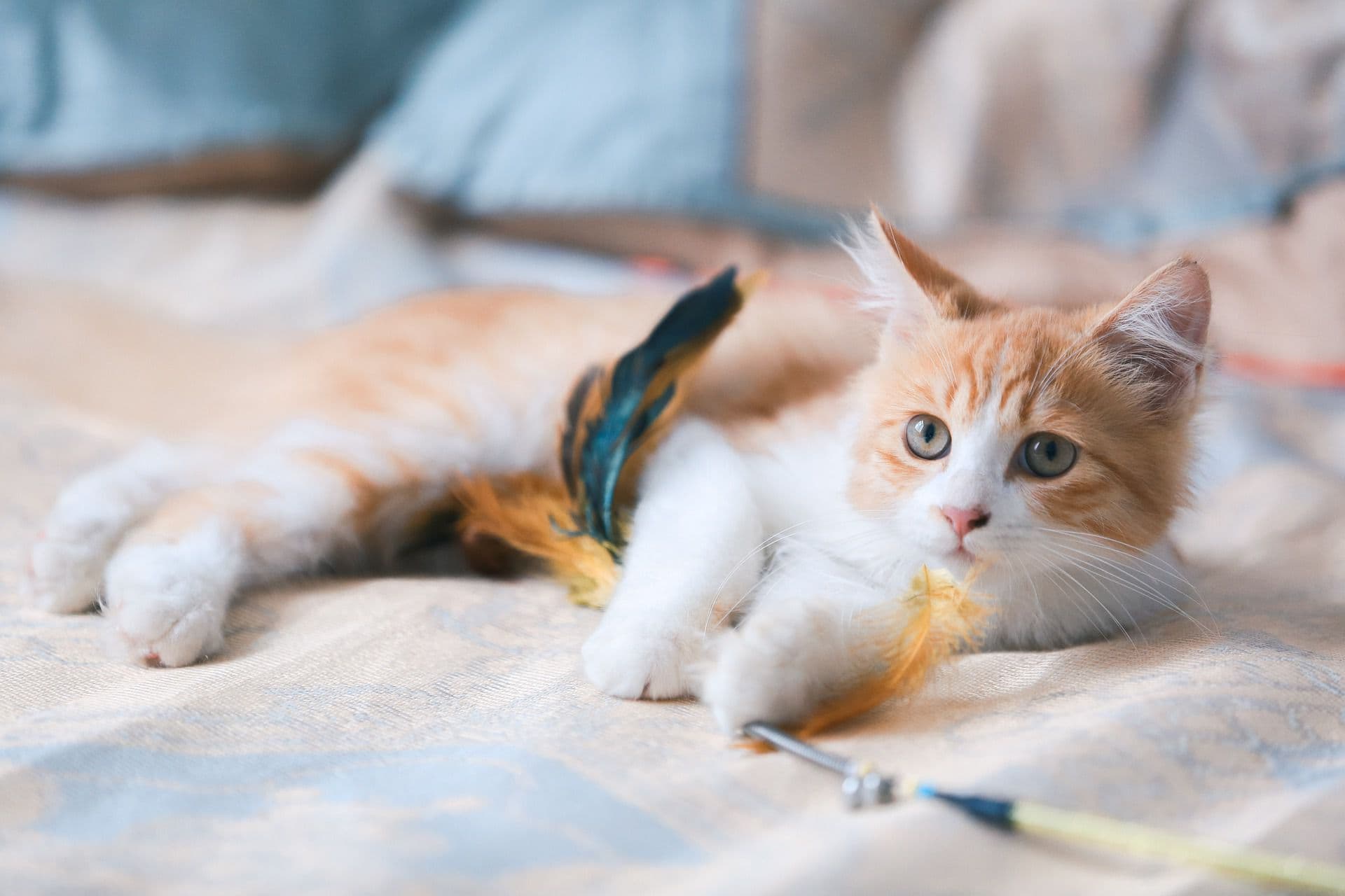 おもちゃで遊ぶ猫