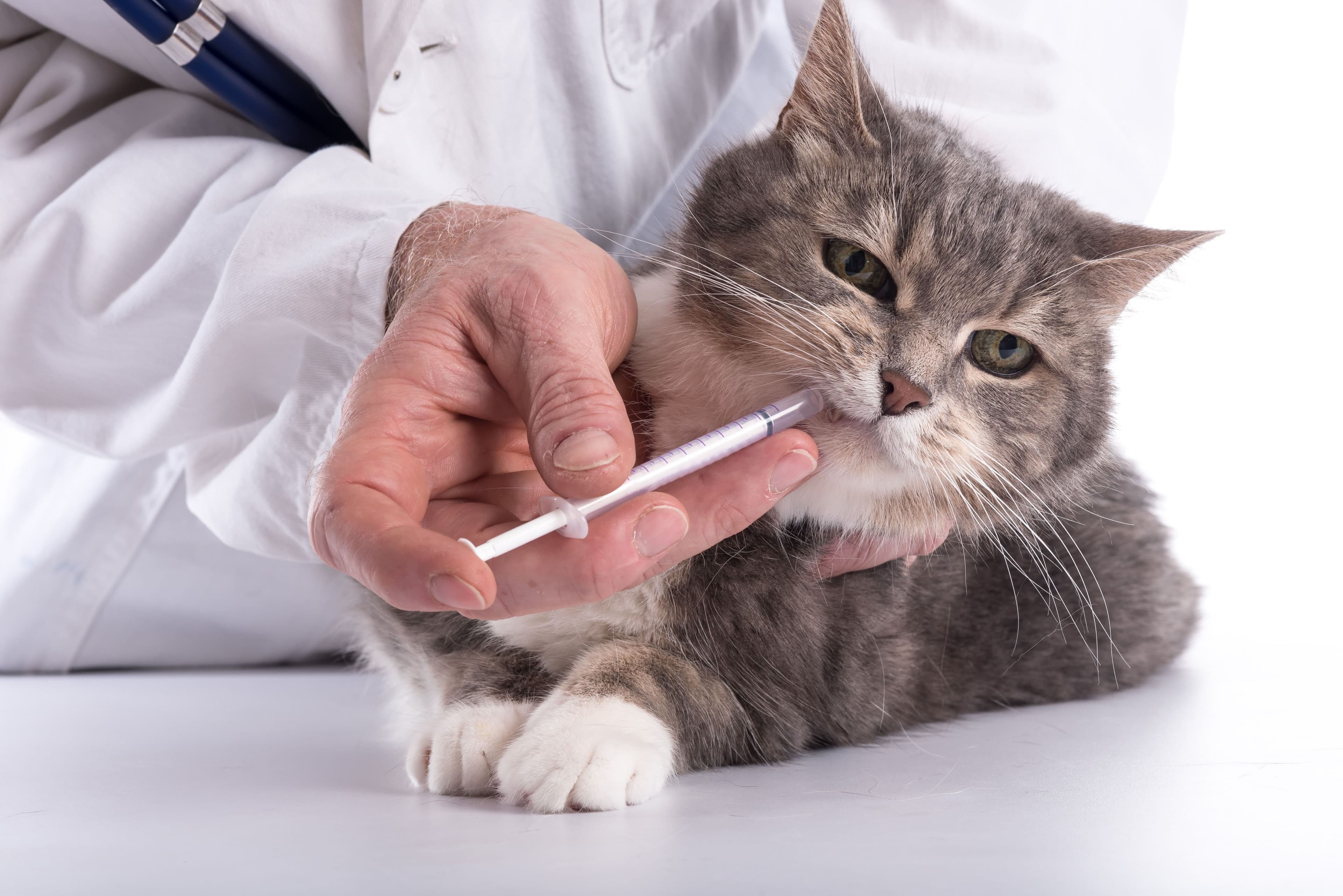 獣医師から水分摂取のサポートを受けている猫のイメージ