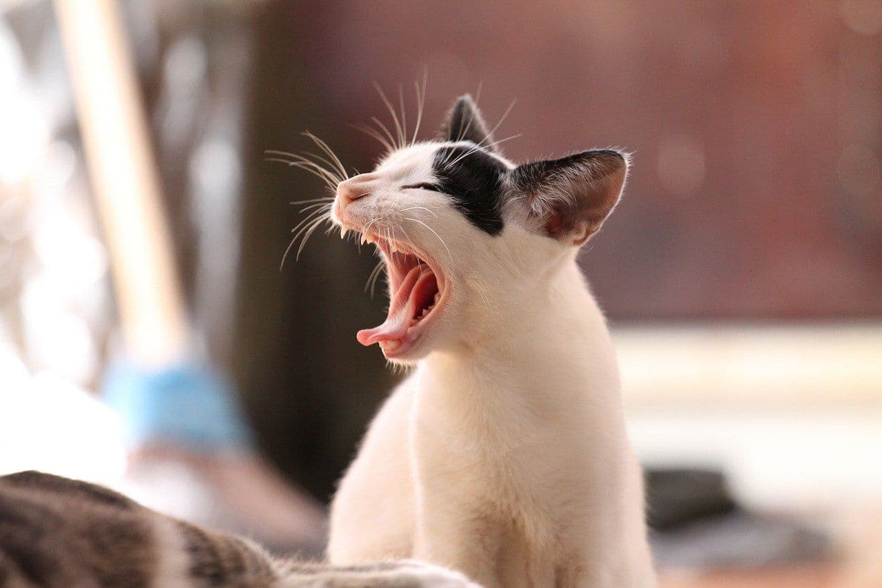 あくびをしている猫