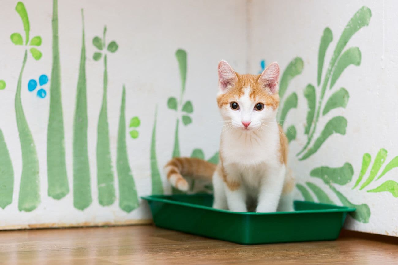 トイレをしている猫のイメージ