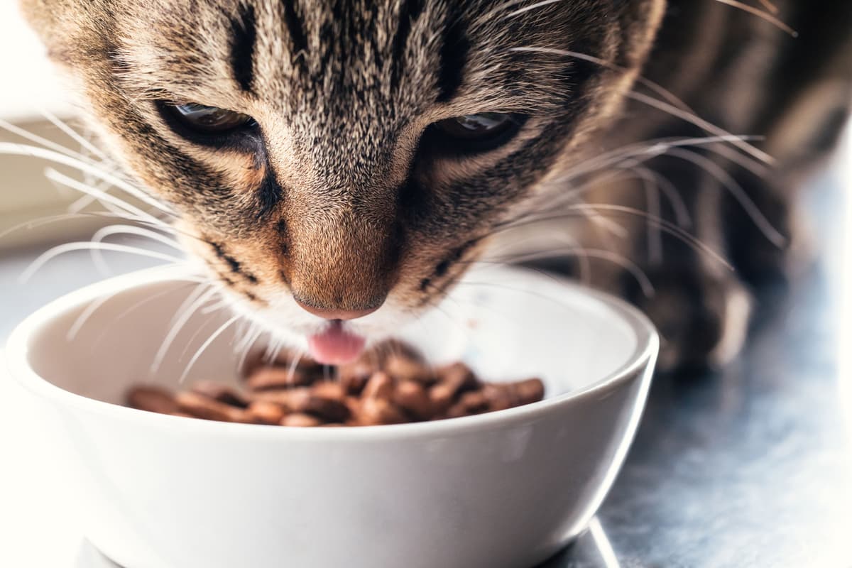 シリーズ「猫様と乳酸菌」第1回 猫様に乳酸菌は必要?効果が実感しづらい理由・選び方まで解説
