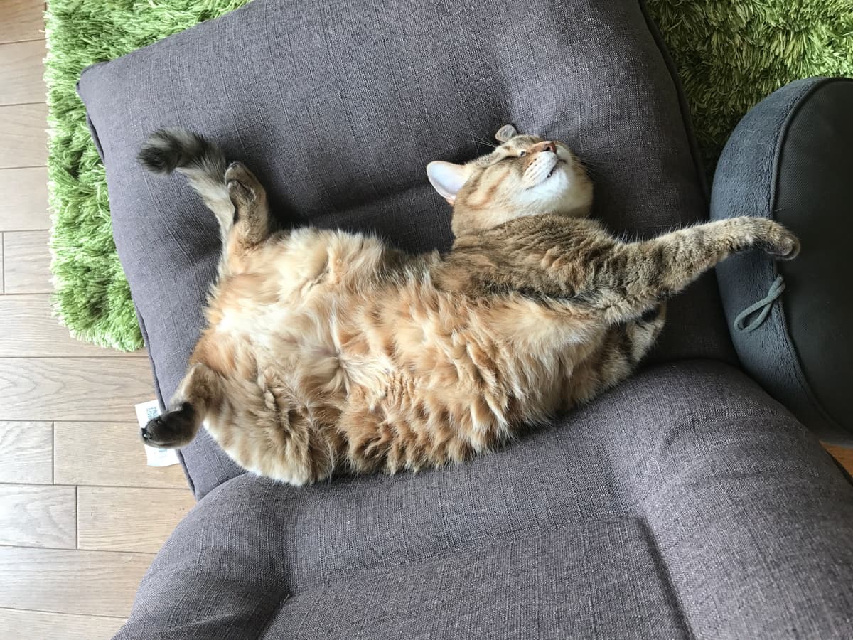 シリーズ「猫様と乳酸菌」第2回 猫様の乳酸菌はストレスにも効く?おなかとこころの深いつながりを解説