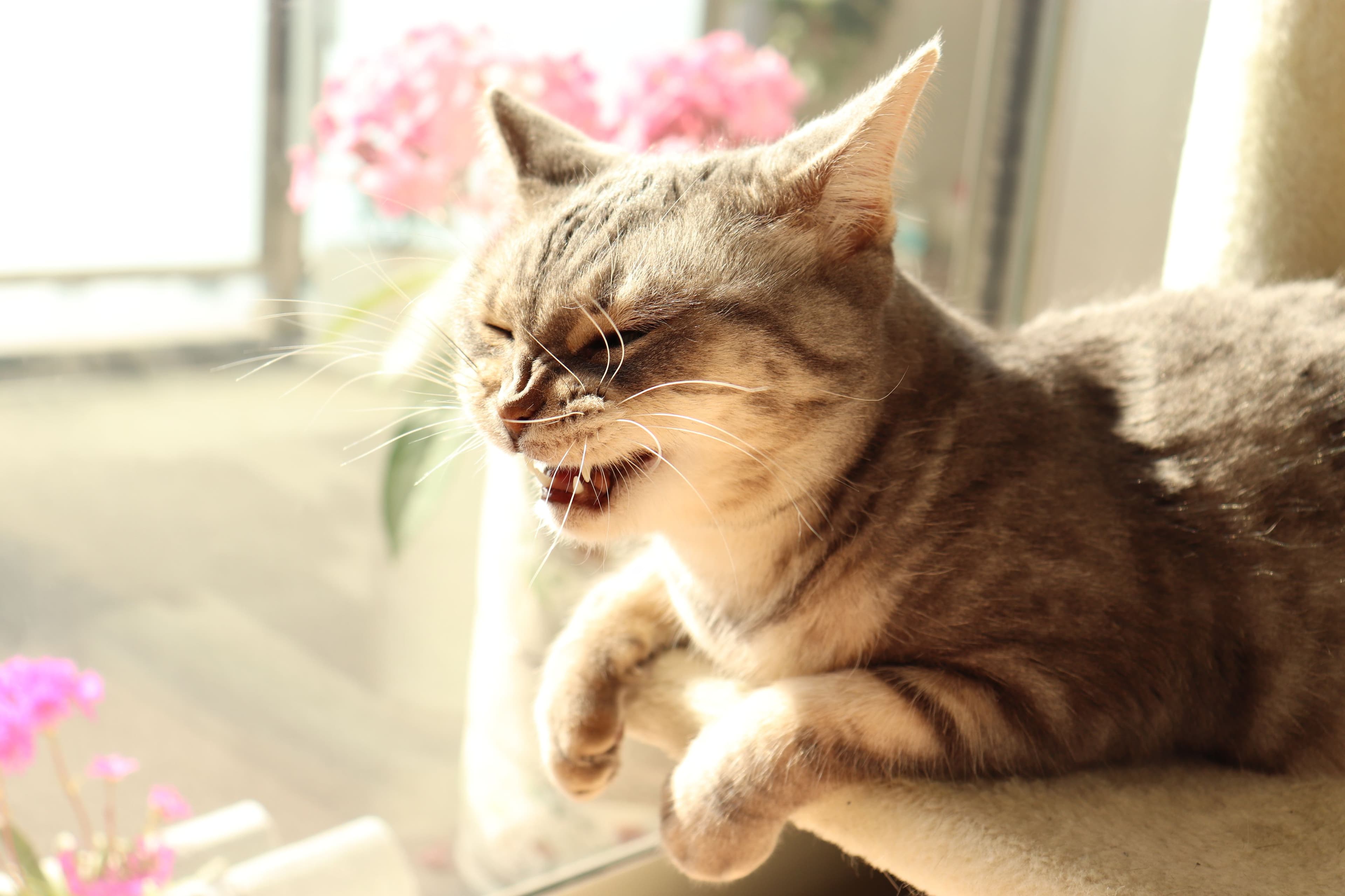 お腹の健康状態の悪い猫様のイメージ