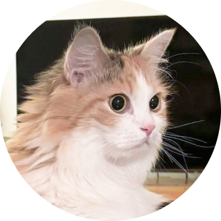 ラブちゃん