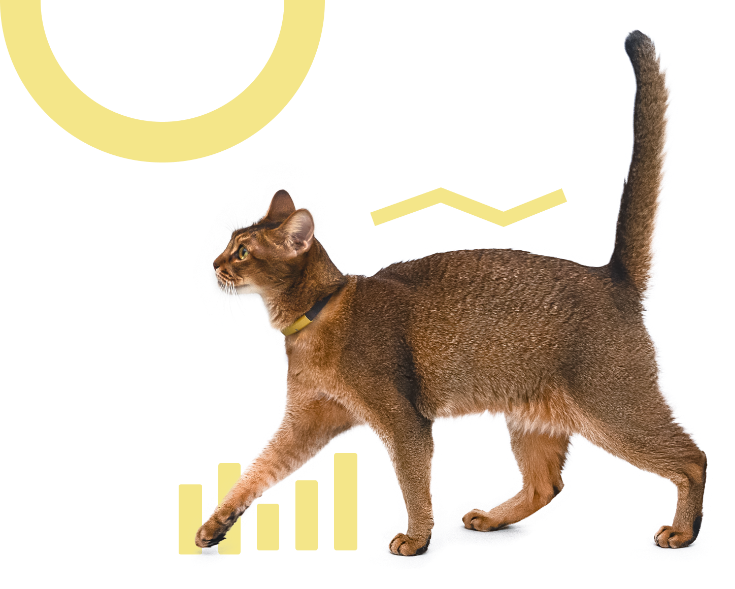 猫様の健康を考える日