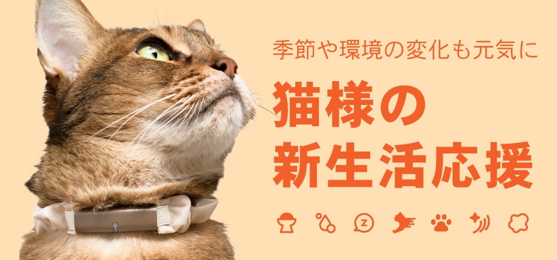 Catlog 2 次世代モデル 新発売